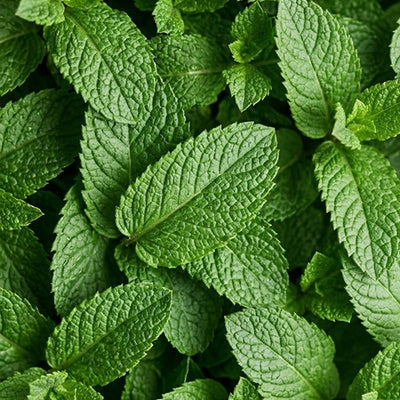 Peppermint oil